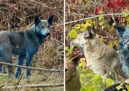 سگ‌های منطقه ممنوعه چرنوبیل به رنگ آبی روشن درآمده‌اند!