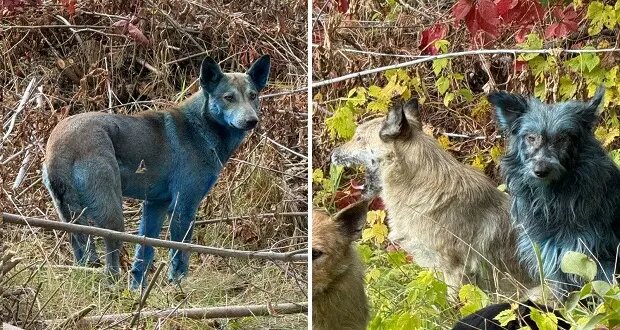 سگهای منطقه ممنوعه چرنوبیل به رنگ آبی روشن درآمدهاند!