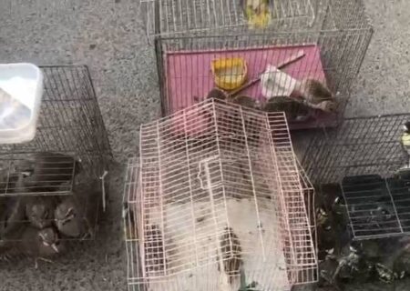 مقابله محیط زیست با قاچاق حیات وحش در بازار پرندگان خلیج فارس تهران