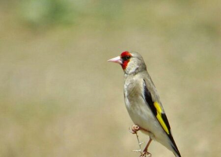 بازداشت متخلفان زنده‌گیری سهره طلایی در زیستگاه‌های تالش