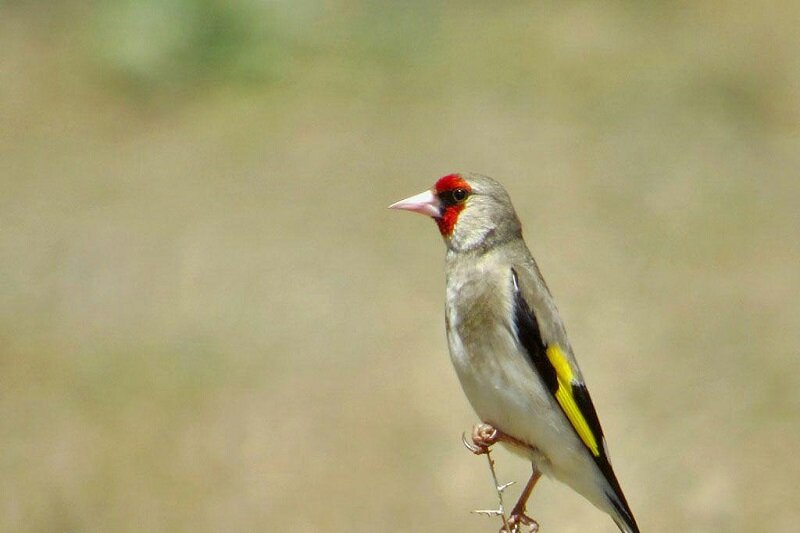 بازداشت متخلفان زندهگیری سهره طلایی در زیستگاههای تالش