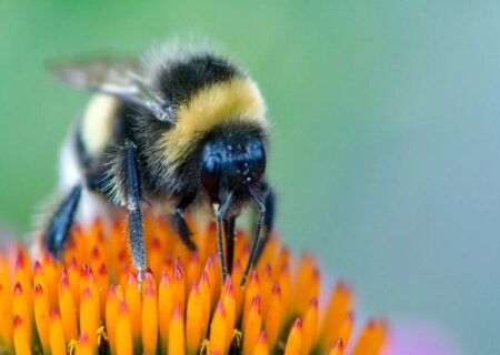 زنبورها می‌توانند خواندن «کد مورس» را یاد بگیرند
