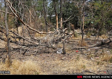 زمانی پور: خشکیدگی ۱۰ هزار درخت در پارک چیتگر بر اثر سوسک پوست‌خوار