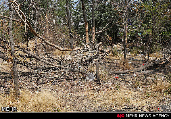 زمانی پور: خشکیدگی ۱۰ هزار درخت در پارک چیتگر بر اثر سوسک پوستخوار