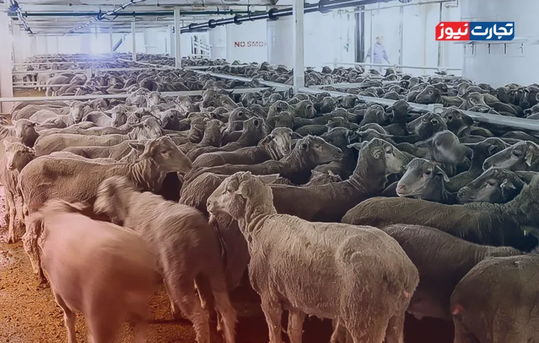 قیمت دام زنده امروز ۱۵ آبان 1404 + جدول