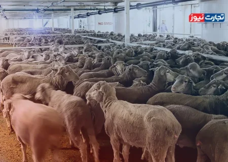 قیمت دام زنده امروز ۱۵ آبان 1404 + جدول