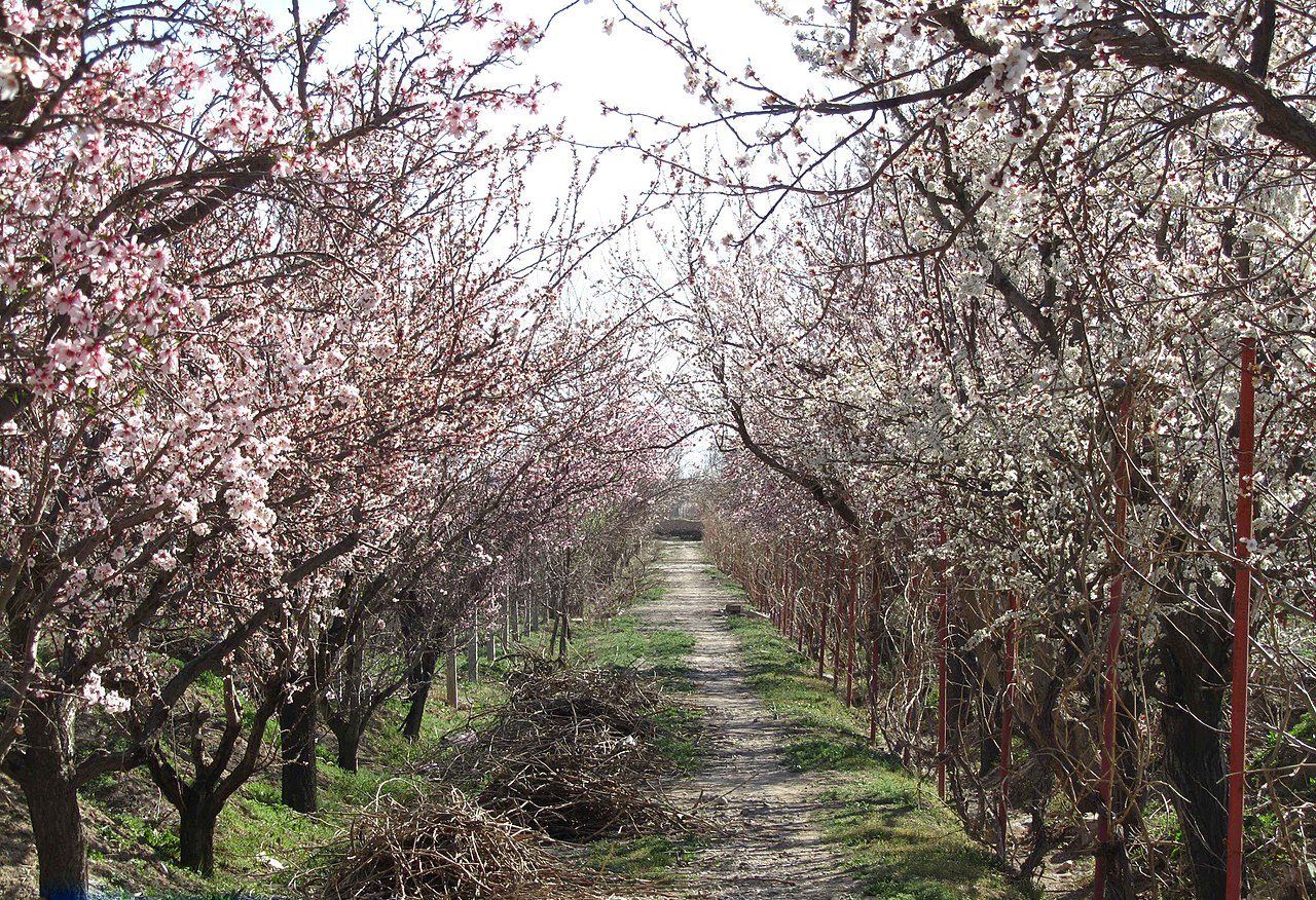 ملکان: نگین سرسبز آذربایجان شرقی و قطب کشاورزی منطقه
